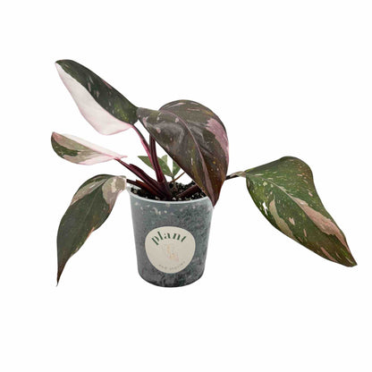Philodendron Red Anderson