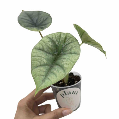 Alocasia Platinum