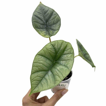 Alocasia Platinum
