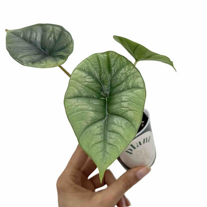 Alocasia Platinum