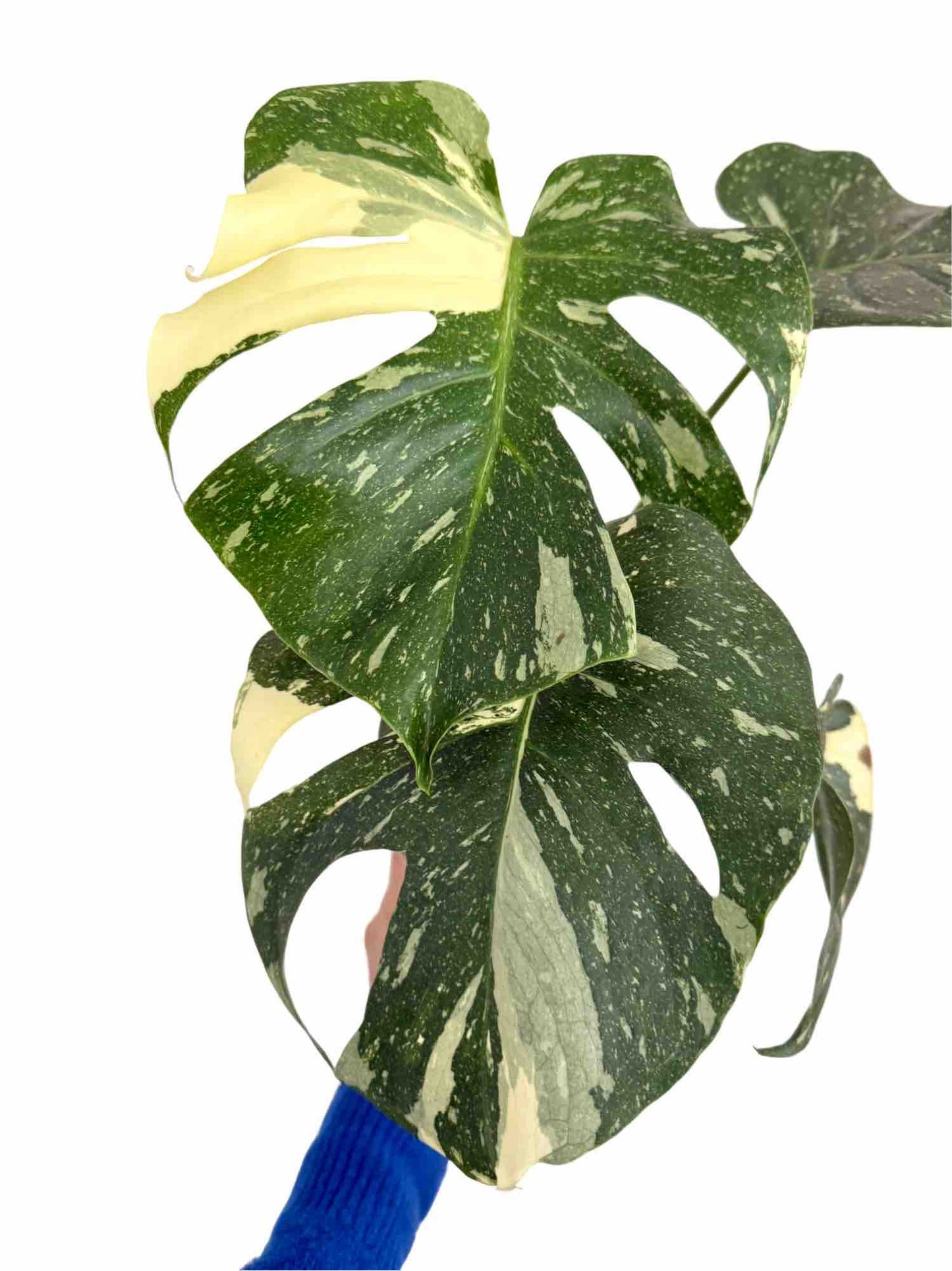 Monstera Thai Constellation