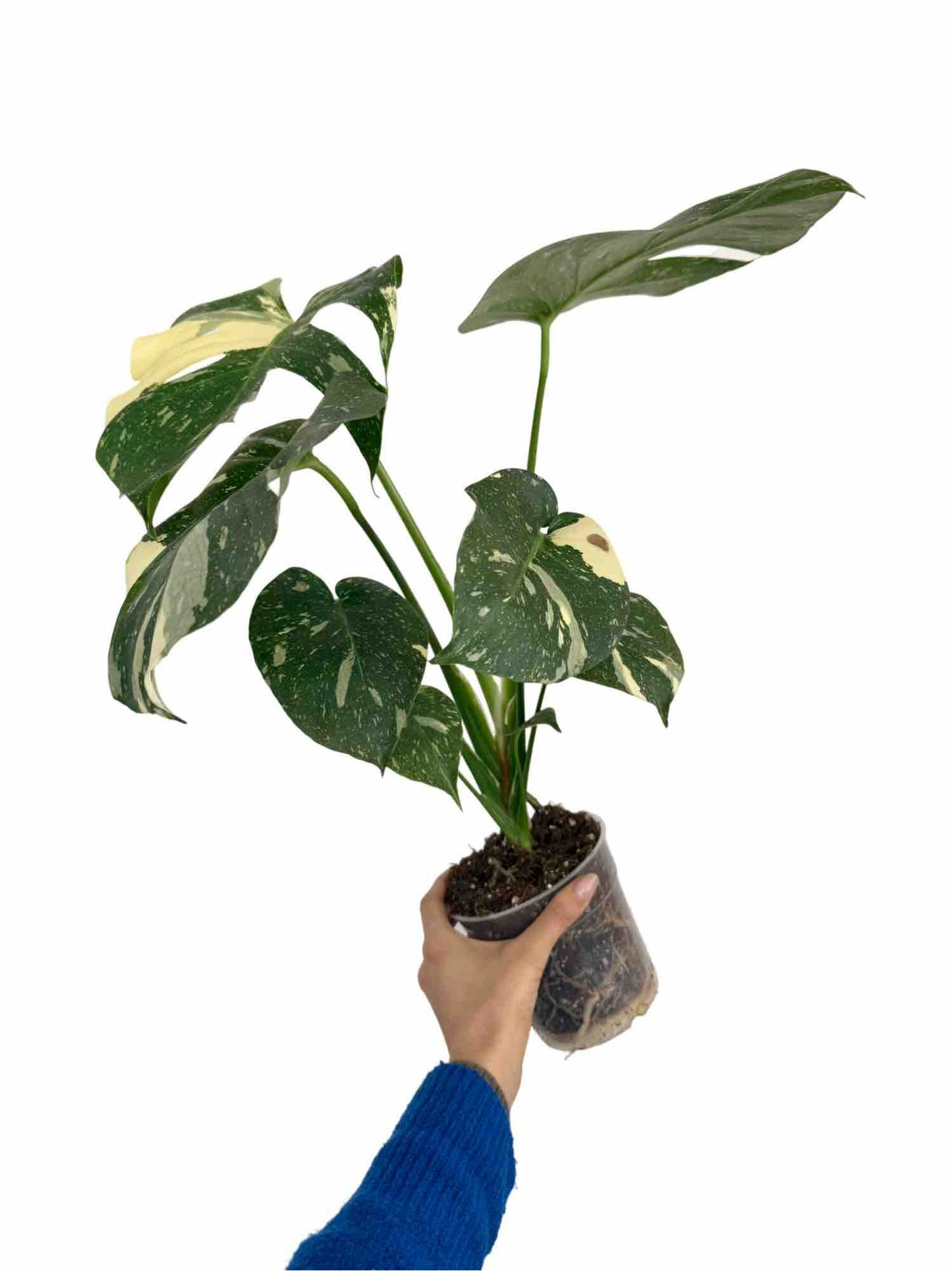 Monstera Thai Constellation