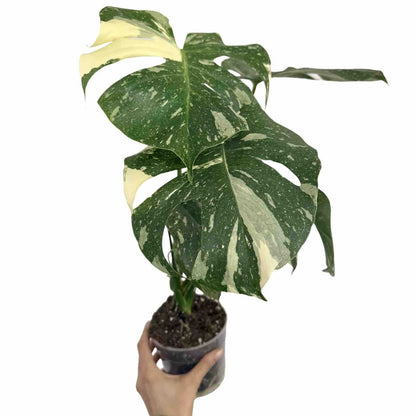 Monstera Thai Constellation