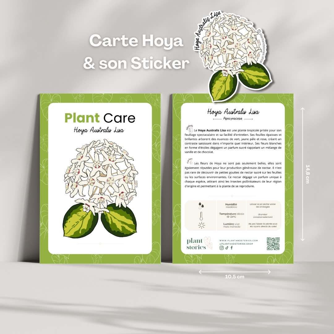 Deux cartes Hoya Australis Lisa aux bordures vertes, illustrant les instructions d'entretien et les informations sur la plante