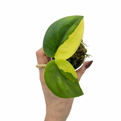 Scindapsus Jade Satin Variegata