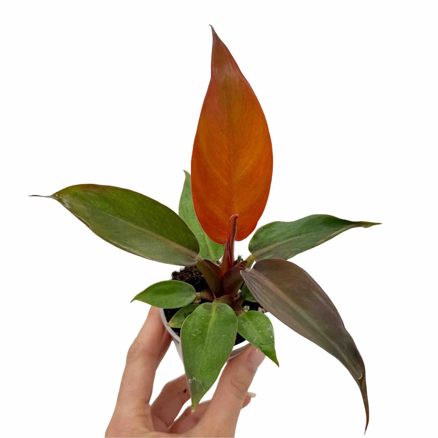 Jeune Philodendron Red Sun aux feuilles et tiges rougeoyantes, avec un feuillage vert foncé et rouge orange en croissance