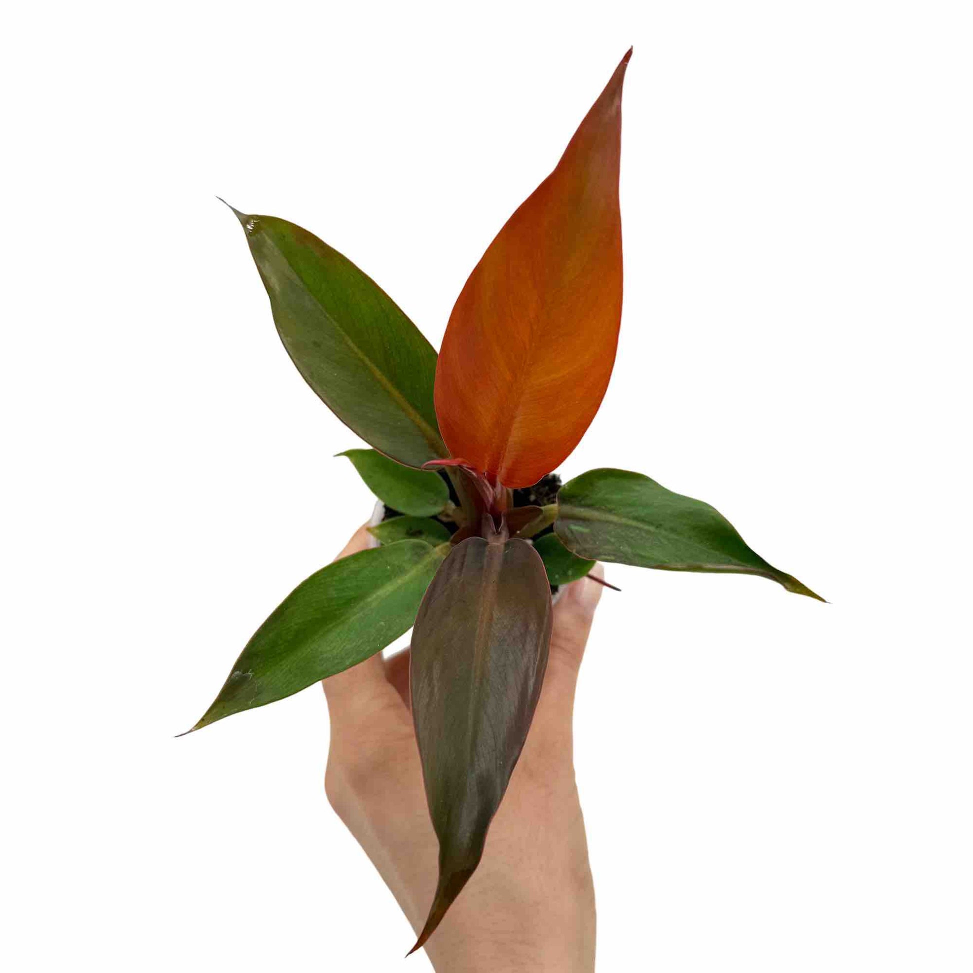 philodendron sunshine Philodendron Red Sun Vibrant Foliage Red Tones – plantandstories