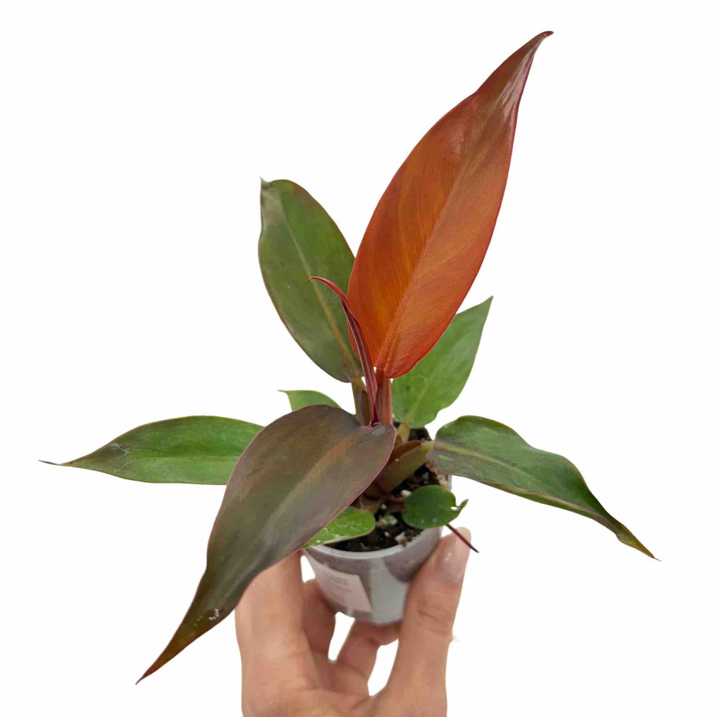 Philodendron Red Sun