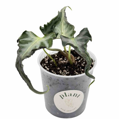 Alocasia Loco