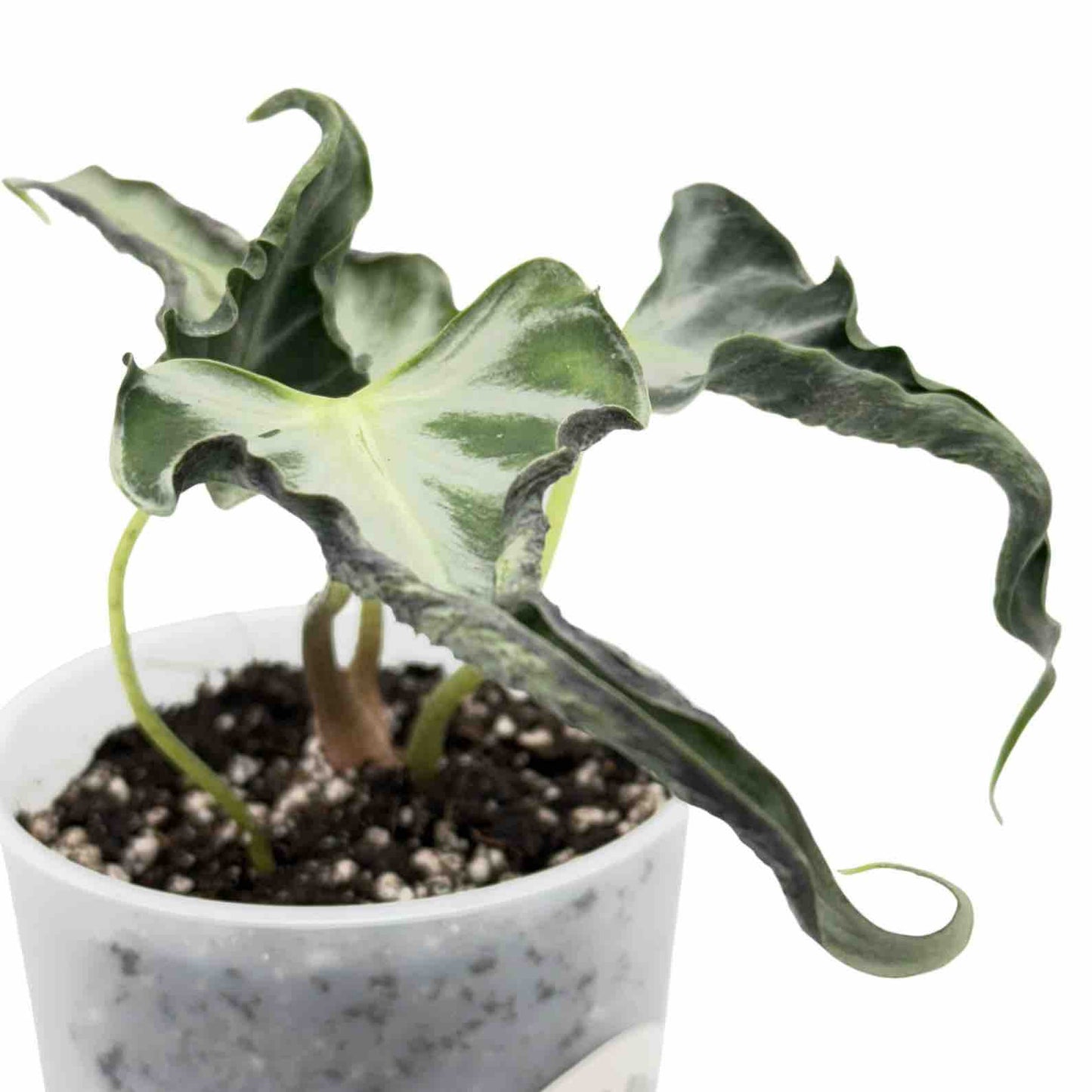 Alocasia Loco
