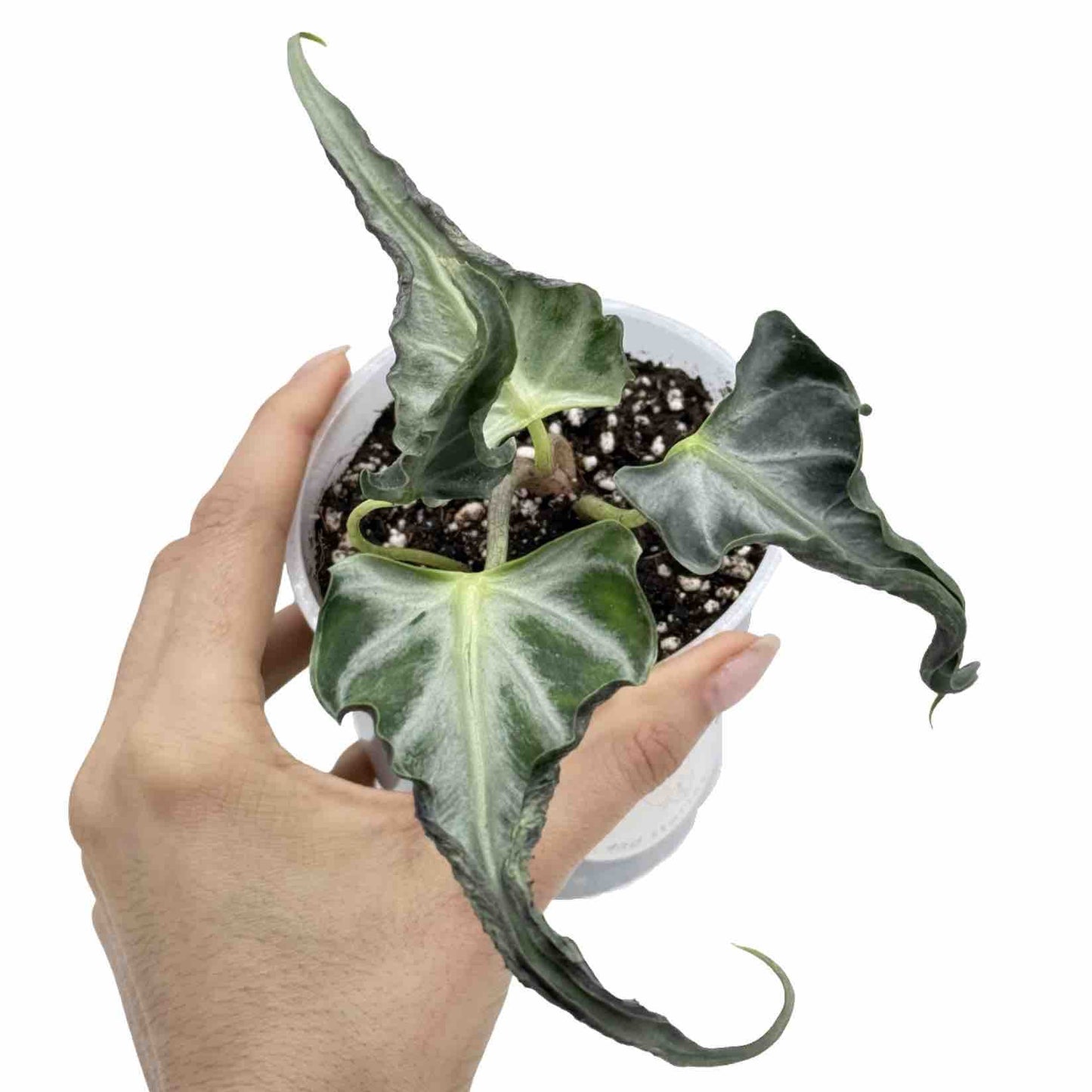 Alocasia Loco