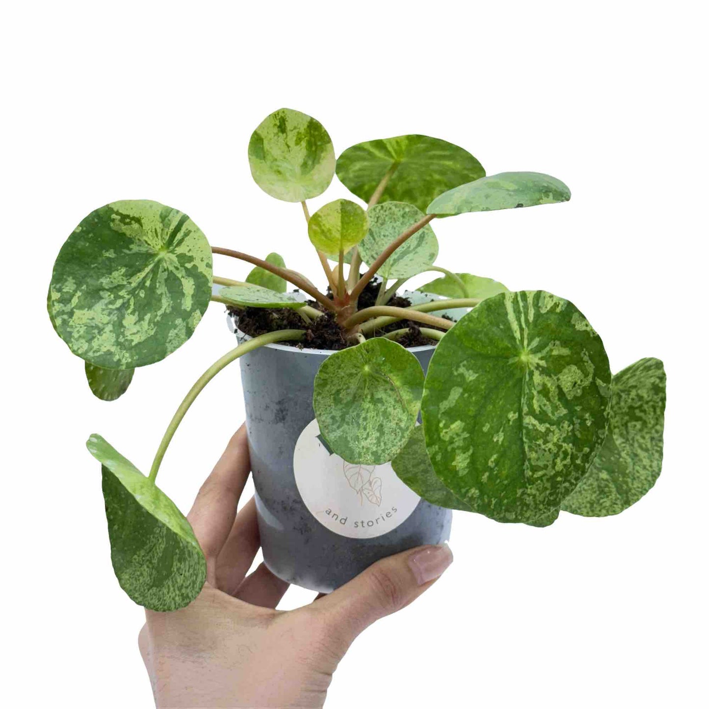 Pilea Mojito - plantandstories