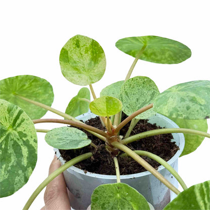 Pilea Mojito - plantandstories