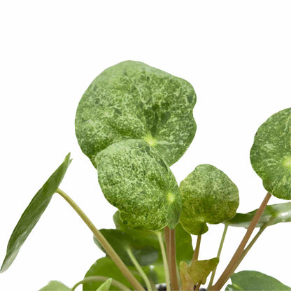 Pilea Sugar