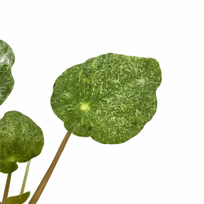 Pilea Sugar