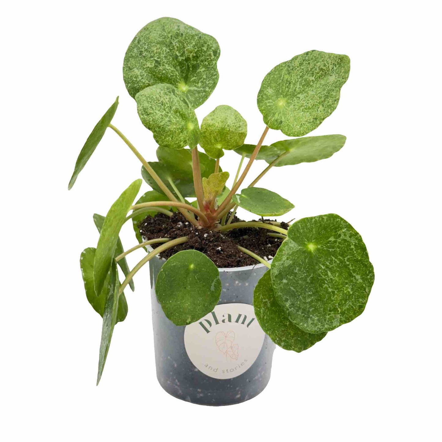 Pilea Sugar
