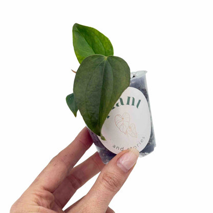 Anthurium Queen Of Hearts