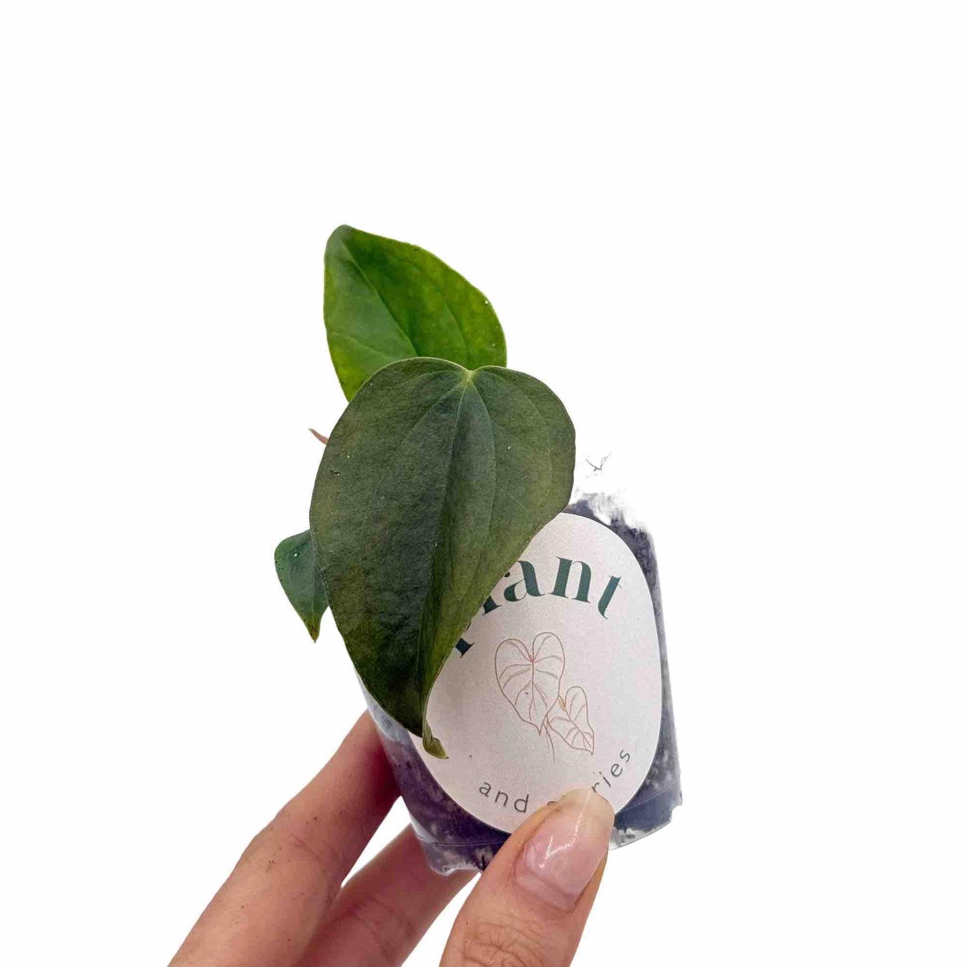 anthurium queen of hearts care Anthurium Queen Of Hearts – plantandstories
