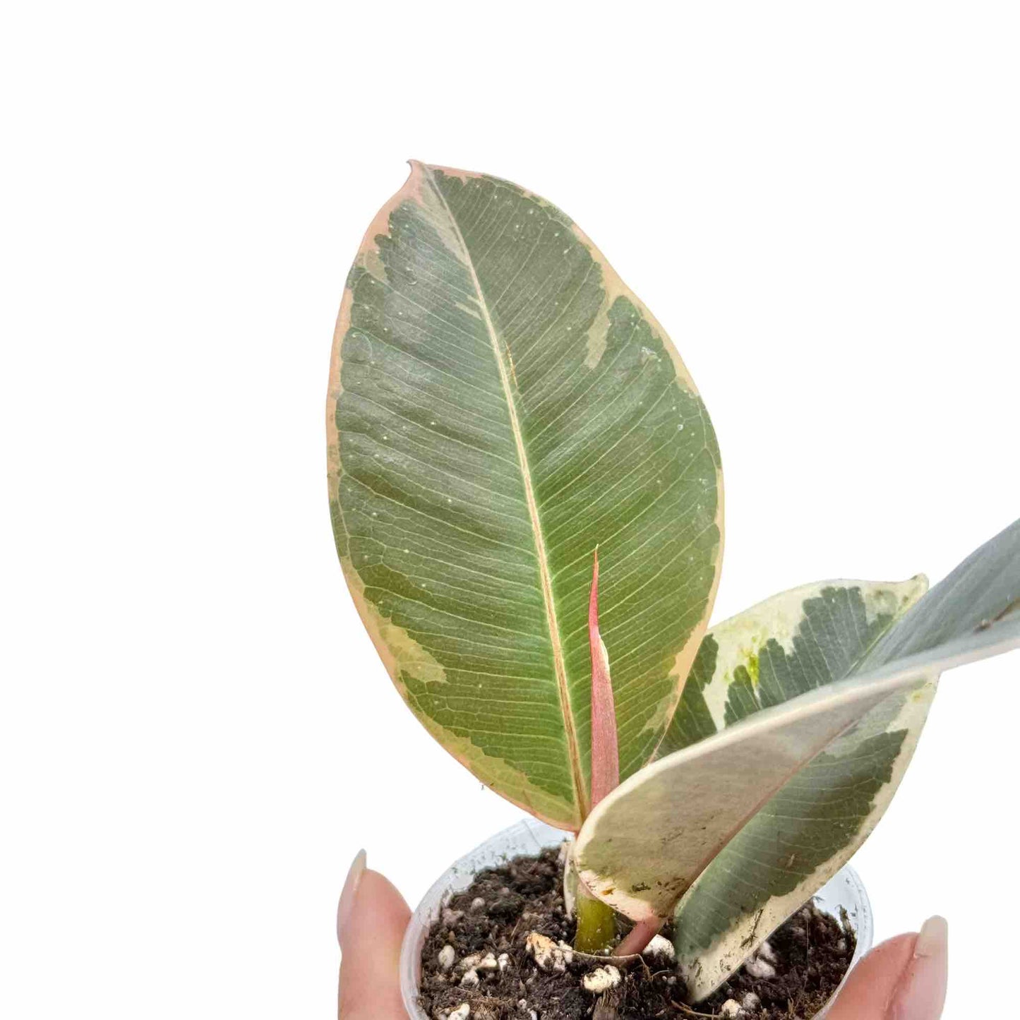 Ficus Elastica Tineke