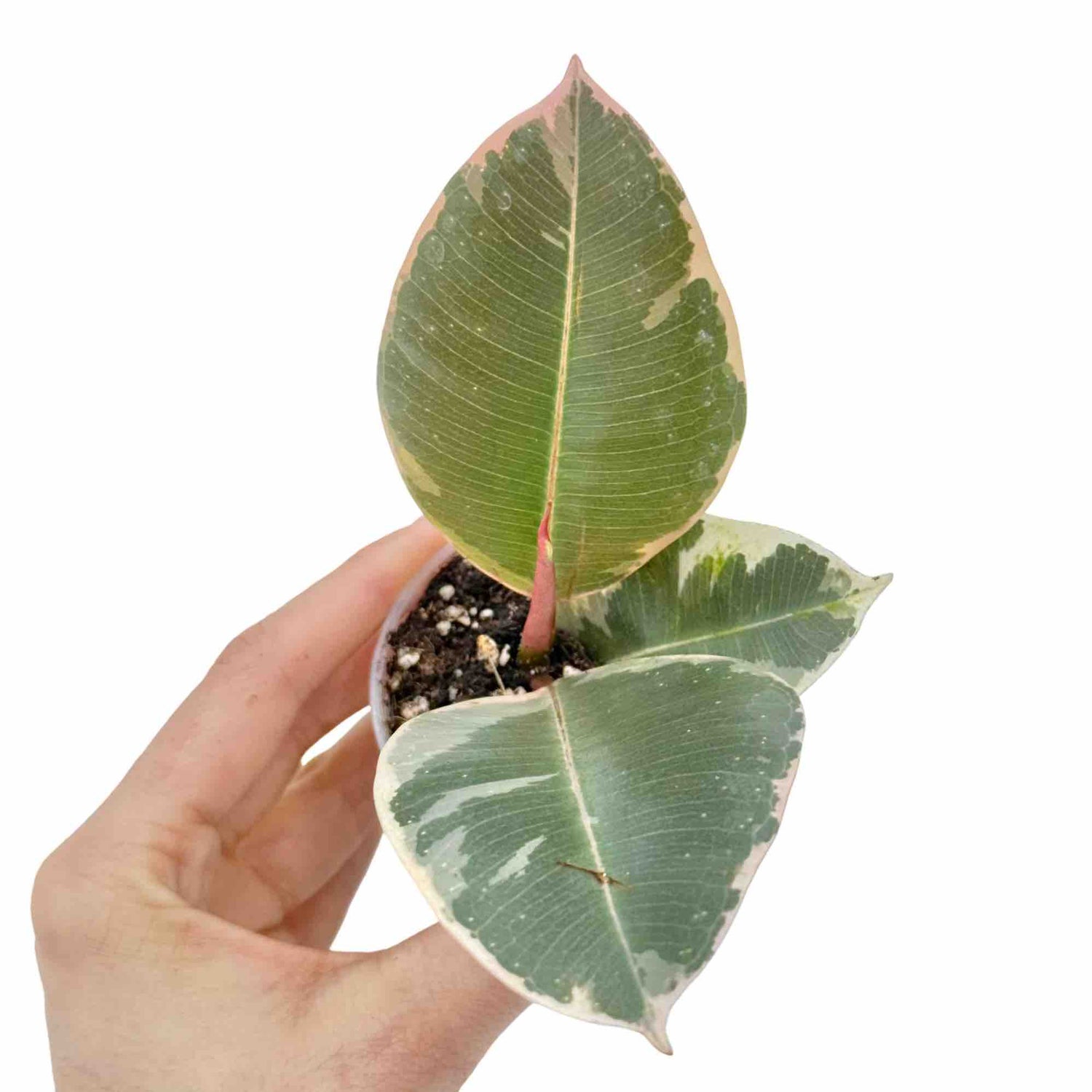 Jeune Ficus Elastica Tineke dans un petit pot blanc, avec un feuillage panaché vert, crème et rose