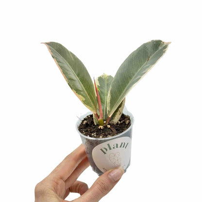 Ficus Elastica Tineke