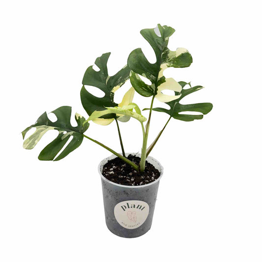 Jeune Rhaphidophora Tetrasperma Variegata en pot de culture transparent, présentant de belles feuilles vertes panachées de crème et de blanc
