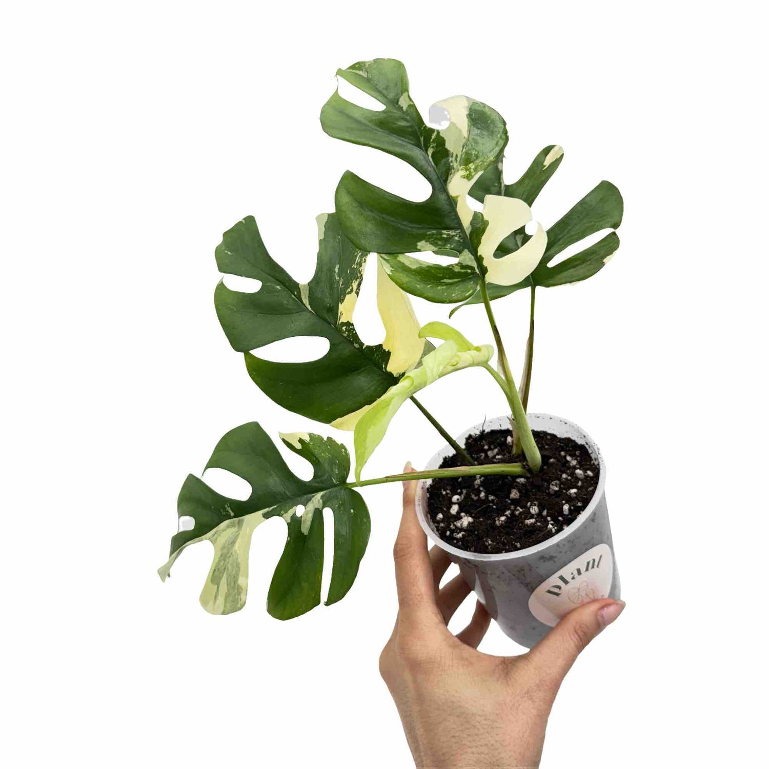 Rhaphidophora Tetrasperma Variegata aux feuilles vertes et crème, dans un pot de culture transparent rempli de terreau