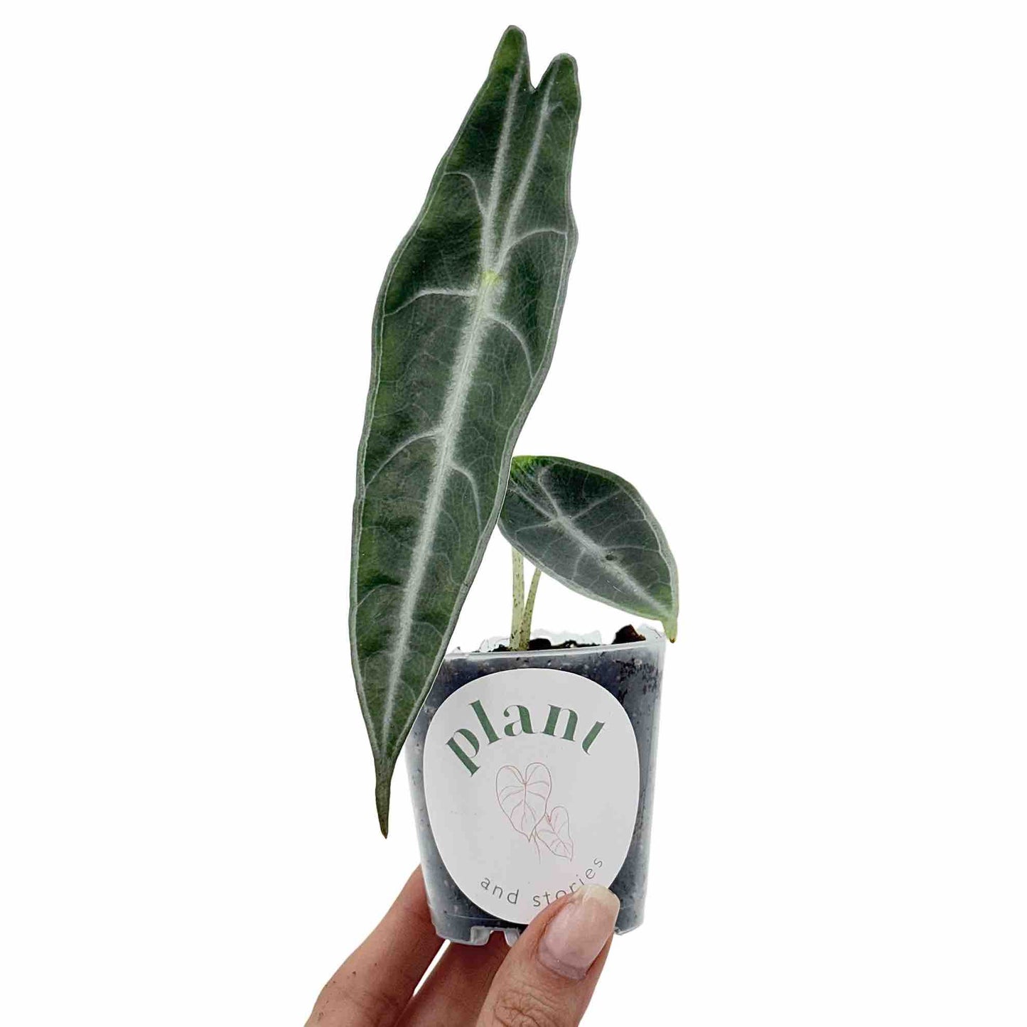 Alocasia Longiloba Purple