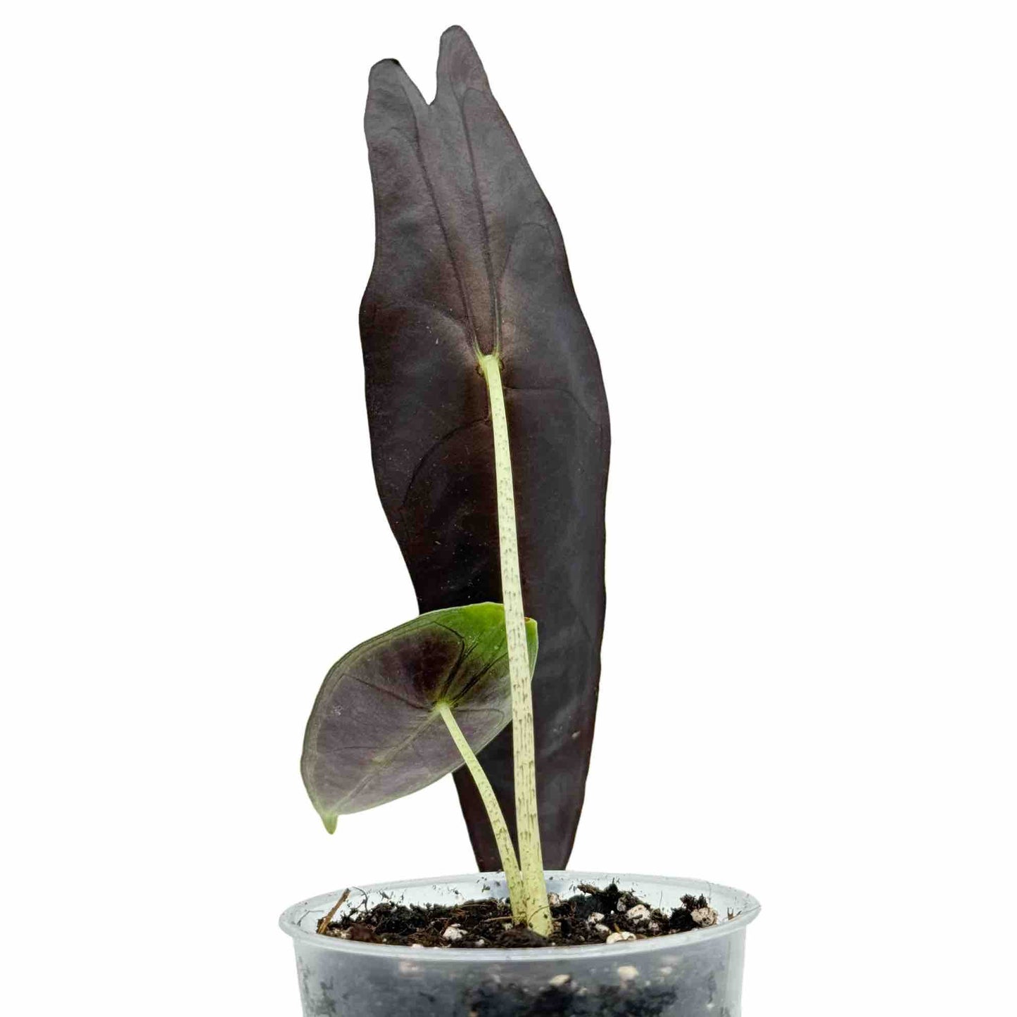 Alocasia Longiloba Purple