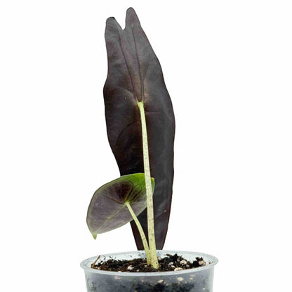 Alocasia Longiloba Purple