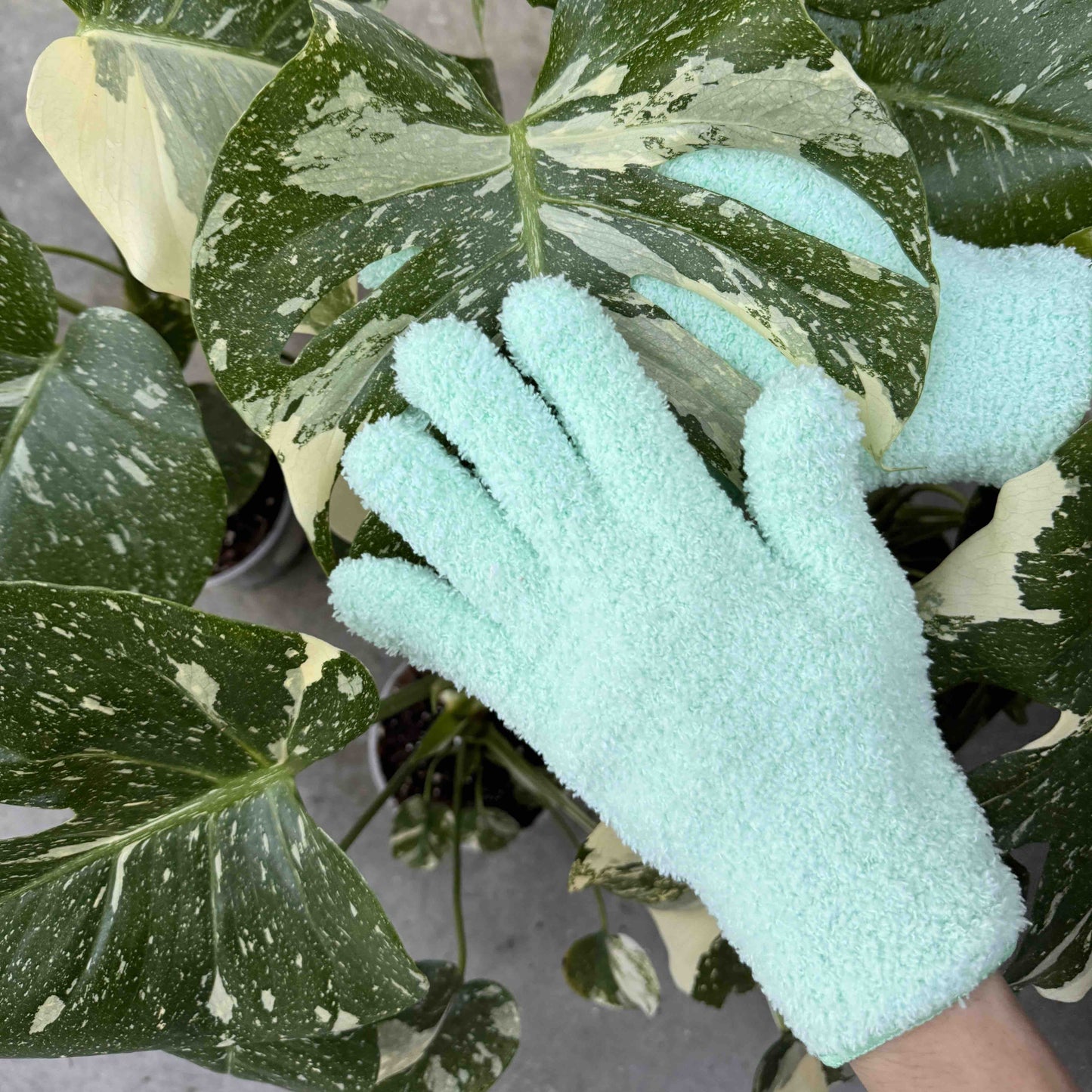 Pack Soin des Plantes Routine complète - Pulvérisateur 250ml + Savon noir concentré + Paire de Gants de Nettoyage