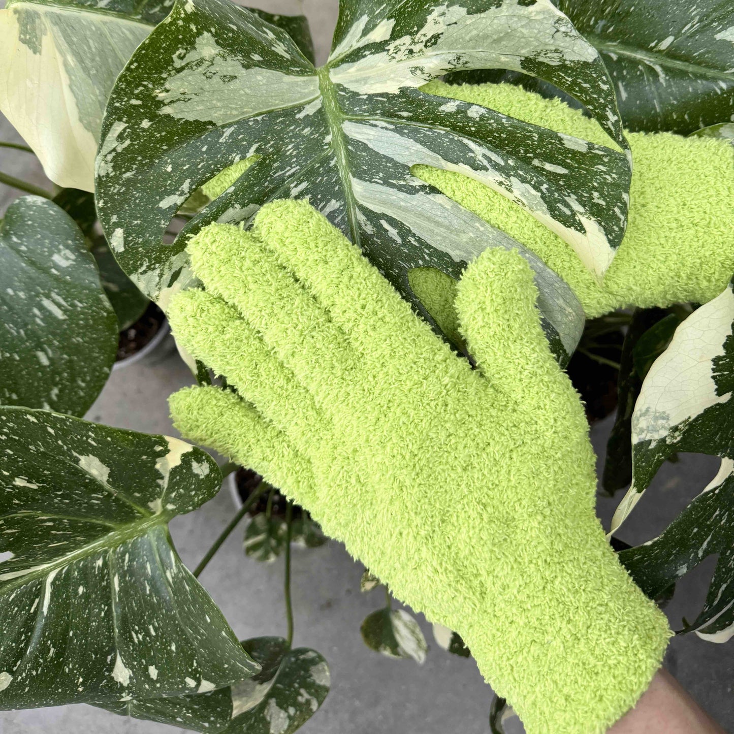 Pack Soin des Plantes Routine complète - Pulvérisateur 250ml + Savon noir concentré + Paire de Gants de Nettoyage