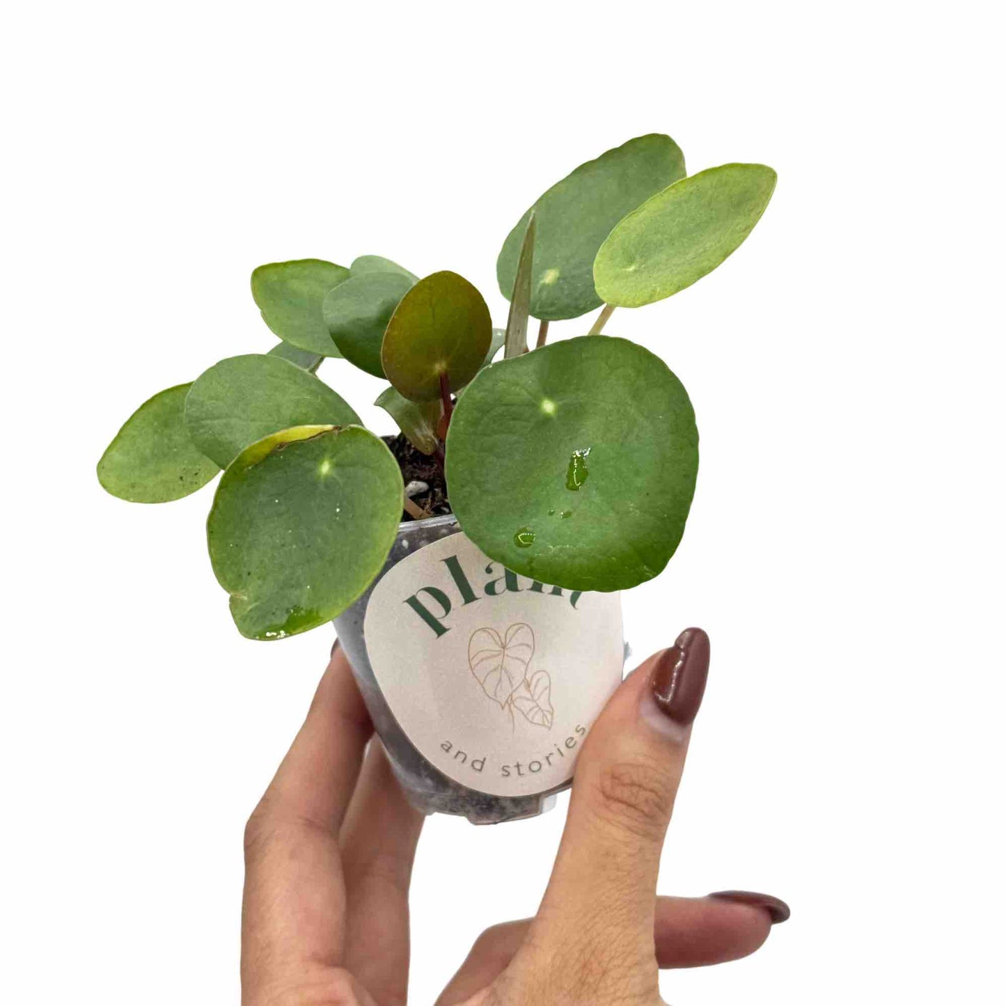Pilea Peperomioides