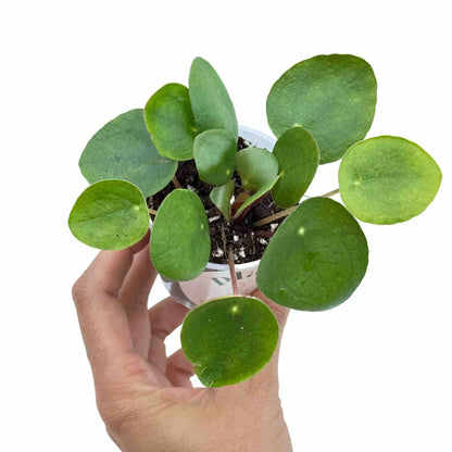 Pilea Peperomioides