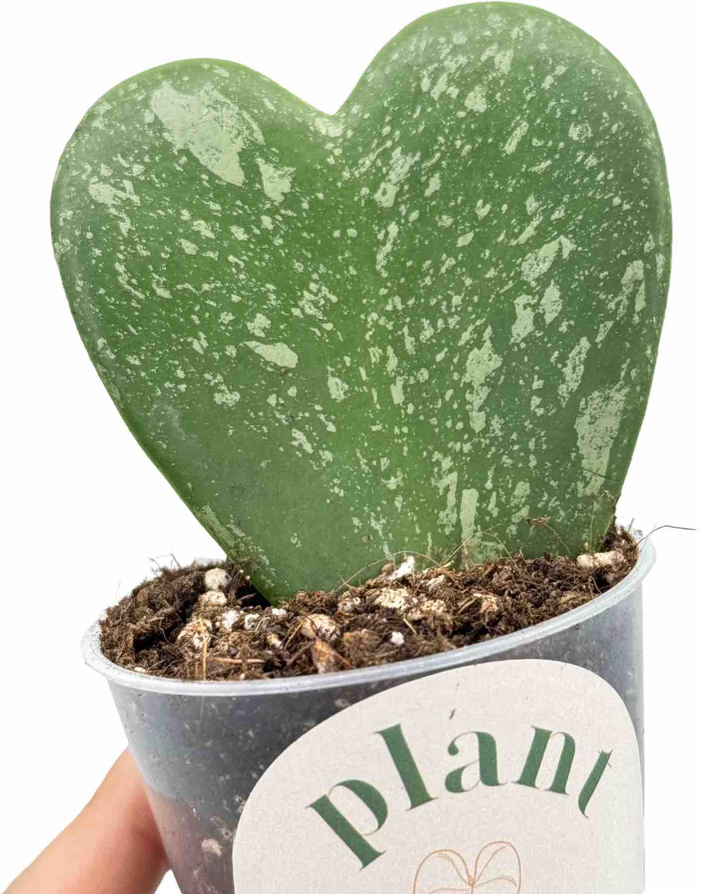 Hoya Kerrii Splash