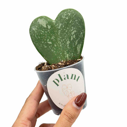 Hoya Kerrii Splash