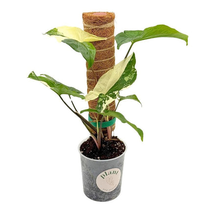 Lot X2 Tuteurs empilables pour plantes en fibres de coco + 1m ruban velcro Offert - Support pour plantes grimpantes - plantandstories