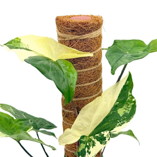 Un tuteur empilable en fibres de coco, maintenu par de la ficelle, avec des feuilles panachées vert et blanc d'une plante grimpante
