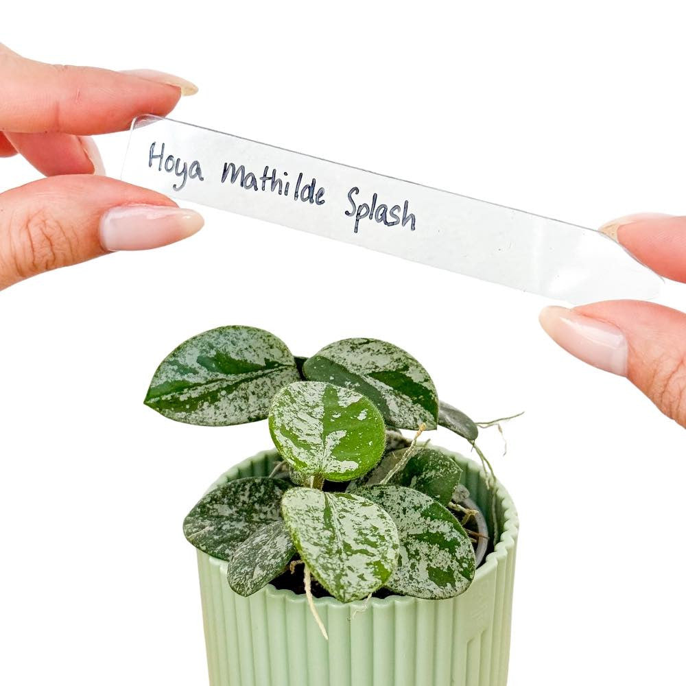 Étiquette transparente acrylique écrite "Hoya mathilde splash" au-dessus d'une petite plante verte en pot cannelé clair