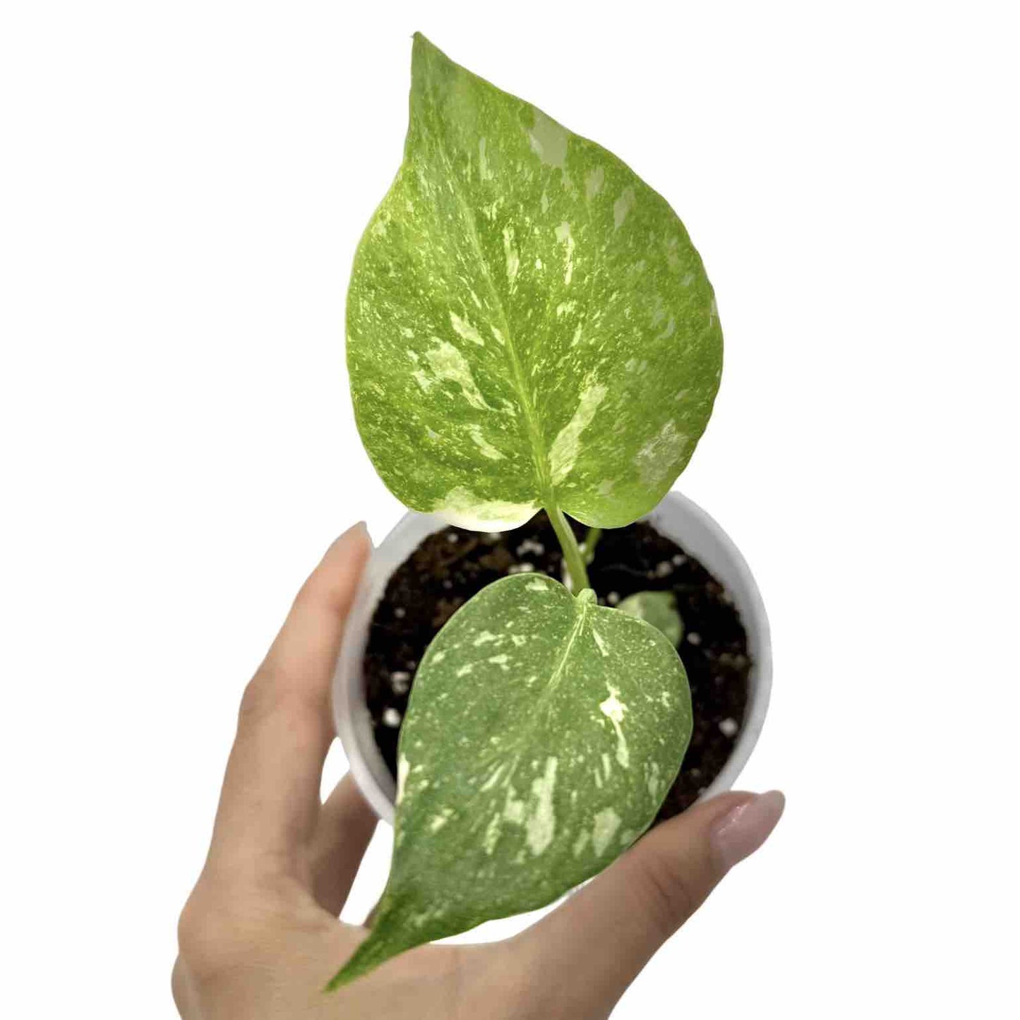 Monstera Thai Constellation