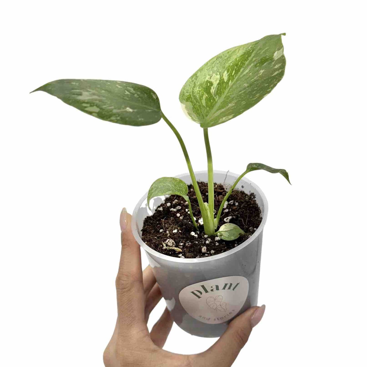 Monstera Thai Constellation