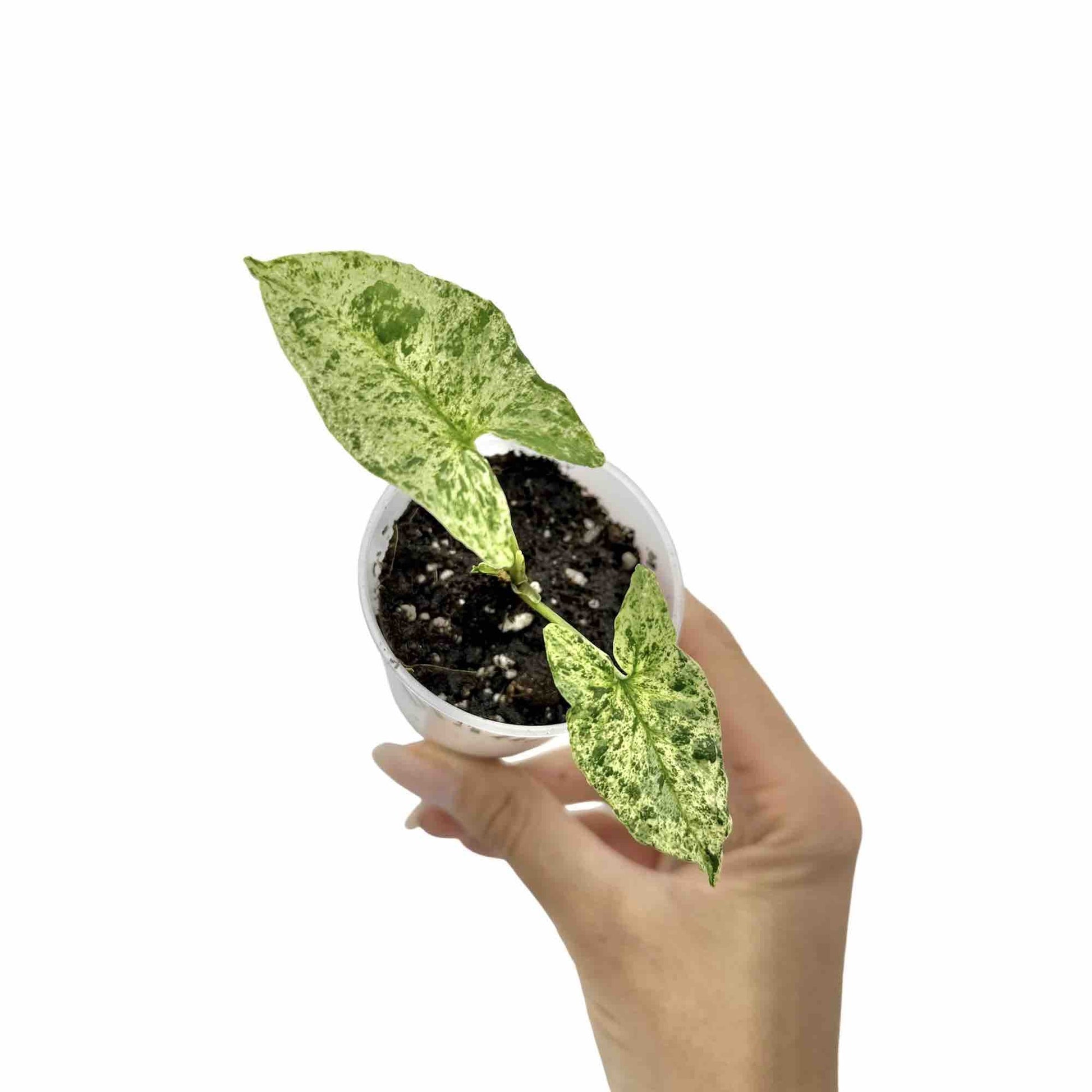 Bouture de Syngonium Mojito aux feuilles mouchetées de vert clair et foncé dans un petit pot en plastique transparent