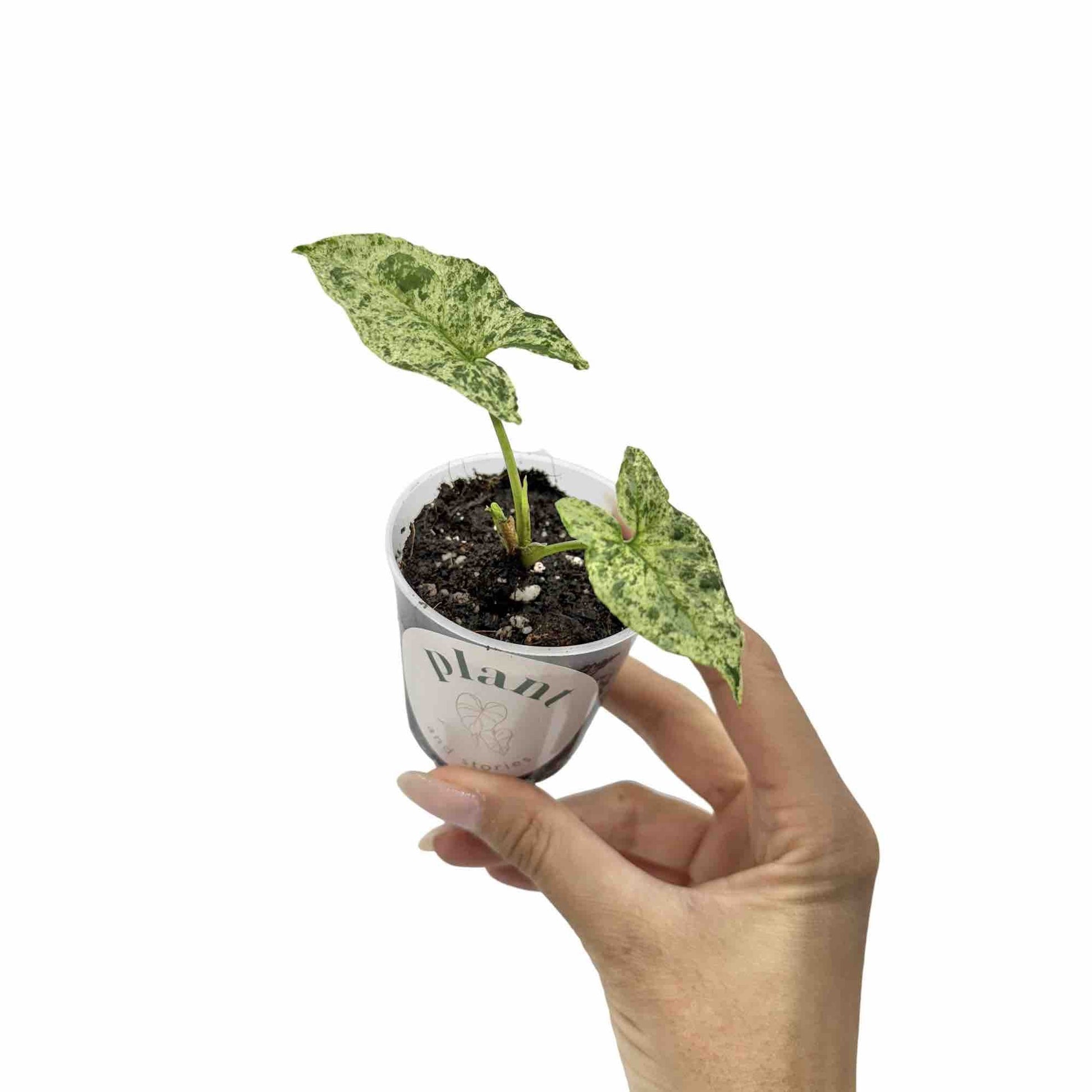Jeune plant de Syngonium Mojito aux feuilles marbrées de vert clair et foncé dans son pot transparent