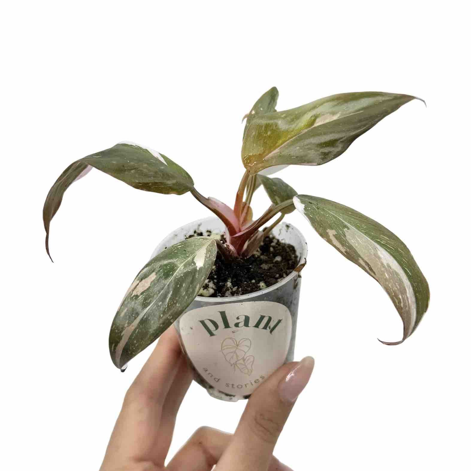 Philodendron Red Anderson: an exceptional plant with unique foliage –  plantandstories