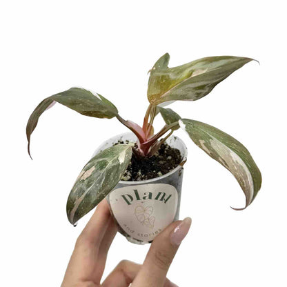 Philodendron Red Anderson