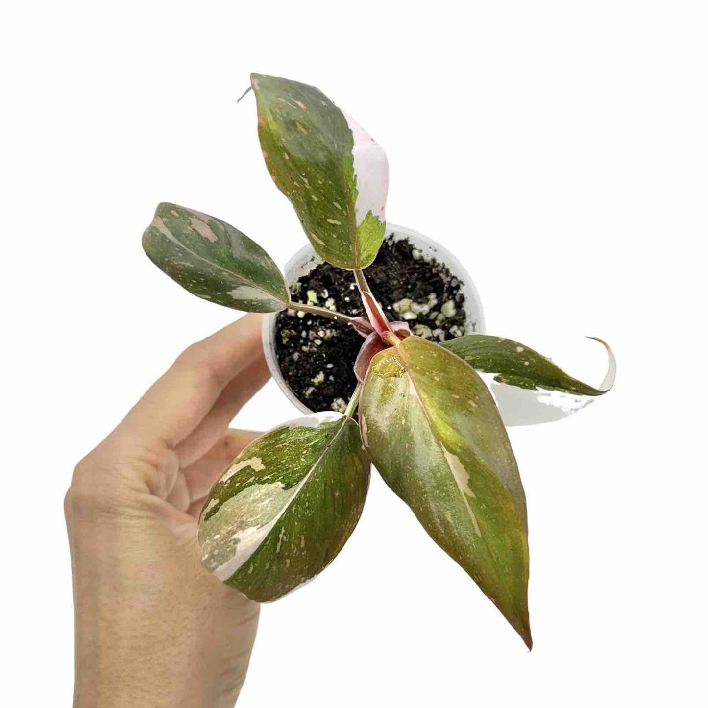 Philodendron Red Anderson