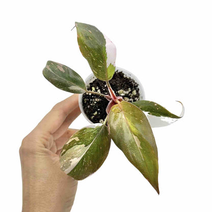 Philodendron Red Anderson