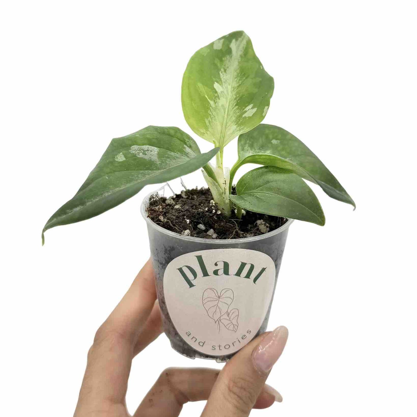 Aglaonema Pictum Tricolor