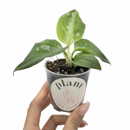 Aglaonema Pictum Tricolor