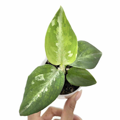 Aglaonema Pictum Tricolor